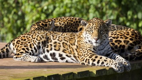 Обои кошка, ягуар, пара, отдых, дикие кошки, ягуары, cat, jaguar, pair, stay, wild cats, jaguars разрешение 2560x1600 Загрузить