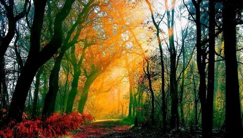 Обои солнце, природа, лес, красота, тропа, чаща, the sun, nature, forest, beauty, trail, thicket разрешение 2560x1600 Загрузить