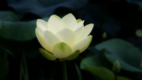 Обои листья, белый, лотос, пруд, водяная лилия, leaves, white, lotus, pond, water lily разрешение 2560x1600 Загрузить