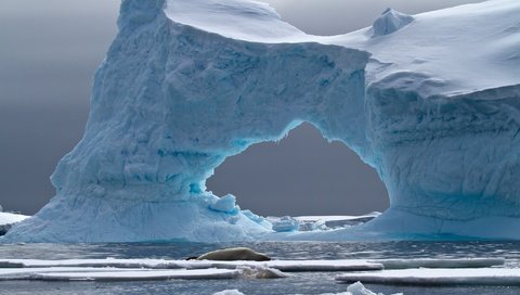 Обои море, лёд, айсберг, животное, арка, антарктида, тюлень, crabeater seal, petermann island, sea, ice, iceberg, animal, arch, antarctica, seal разрешение 2048x1358 Загрузить