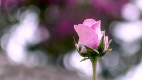 Обои макро, цветок, лето, роза, розовая, macro, flower, summer, rose, pink разрешение 2048x1301 Загрузить