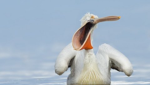 Обои вода, природа, птица, клюв, пеликан, water, nature, bird, beak, pelican разрешение 1920x1200 Загрузить