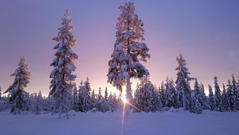 Обои небо, деревья, солнце, снег, лес, зима, солнечный свет, the sky, trees, the sun, snow, forest, winter, sunlight разрешение 1920x1200 Загрузить