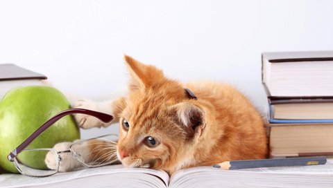 Обои кот, кошка, очки, книги, лежит, яблоко, рыжий, карандаш, cat, glasses, books, lies, apple, red, pencil разрешение 5616x3744 Загрузить