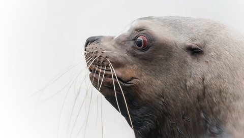 Обои природа, фон, морской лев, nature, background, sea lion разрешение 2560x1707 Загрузить