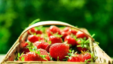 Обои зелёный, фон, клубника, размытость, ягоды, корзинка, green, background, strawberry, blur, berries, basket разрешение 1920x1279 Загрузить