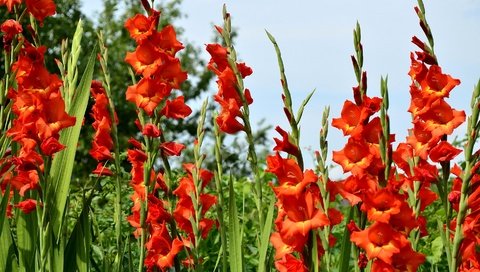 Обои цветы, трава, природа, зелень, красные, гладиолусы, gladioluses, flowers, grass, nature, greens, red, gladiolus разрешение 2900x1920 Загрузить