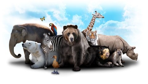 Обои тигр, жираф, небо, попугай, облака, звери, зебра, белый медведь, слон, утка, медведь, коала, гиена, бабочка, носорог, tiger, giraffe, the sky, parrot, clouds, animals, zebra, polar bear, elephant, duck, koala, bear, hyena, butterfly, rhino разрешение 4000x2600 Загрузить