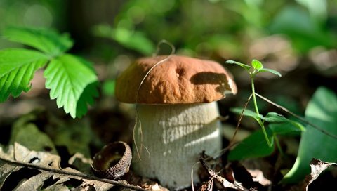 Обои природа, лес, листья, осень, гриб, nature, forest, leaves, autumn, mushroom разрешение 2700x1802 Загрузить