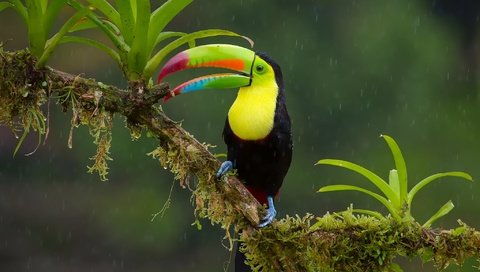 Обои ветка, птица, тукан, клюв, дождь, джунгли, радужный, branch, bird, toucan, beak, rain, jungle, rainbow разрешение 2048x1365 Загрузить