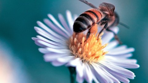 Обои макро, насекомое, цветок, пчела, маргаритка, danny perez photography, macro, insect, flower, bee, daisy разрешение 2048x1371 Загрузить