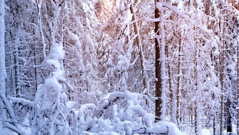 Обои свет, ели, деревья, вс, солнце, сосна,     дерево, снег, лес, зима, сосны, елки, light, ate, trees, sun, the sun, snow, forest, winter, pine, tree разрешение 2880x1850 Загрузить