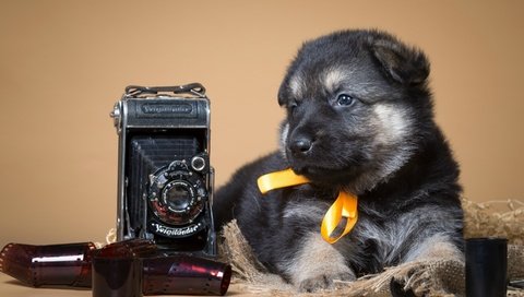 Обои ретро, собака, щенок, фотоаппарат, пленка, немецкая овчарка, бантик, retro, dog, puppy, the camera, film, german shepherd, bow разрешение 2880x1800 Загрузить