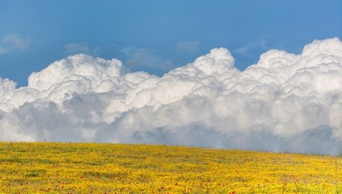 Обои небо, цветы, облака, поле, the sky, flowers, clouds, field разрешение 3000x2000 Загрузить