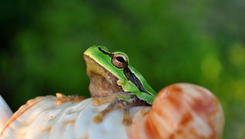 Обои глаза, лягушка, лягуха, амфибия, земноводные, eyes, frog, amphibian, amphibians разрешение 2560x1600 Загрузить