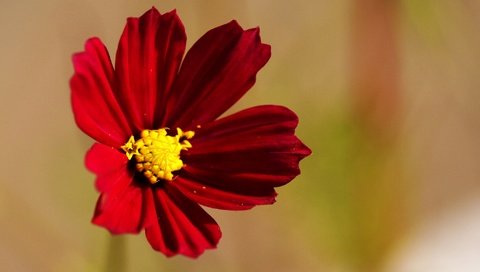 Обои макро, фон, цветок, лепестки, красный, космея, цветком, macro, background, flower, petals, red, kosmeya разрешение 2021x1225 Загрузить