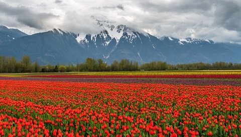 Обои цветы, облака, горы, снег, природа, пейзаж, поле, тюльпаны, flowers, clouds, mountains, snow, nature, landscape, field, tulips разрешение 2048x1367 Загрузить