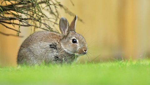 Обои трава, зелень, весна, малыш, заяц, зайчонок, grass, greens, spring, baby, hare разрешение 2048x1366 Загрузить