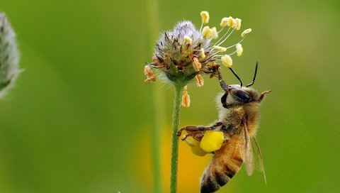 Обои макро, насекомое, цветок, пчела, мед, нектар, ziva & amir, macro, insect, flower, bee, honey, nectar разрешение 1920x1410 Загрузить