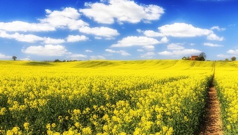 Обои небо, рапс, цветы, облака, природа, пейзаж, поле, тропинка, дом, the sky, rape, flowers, clouds, nature, landscape, field, path, house разрешение 2048x1365 Загрузить