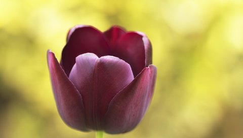 Обои природа, макро, цветок, тюльпан, nature, macro, flower, tulip разрешение 2560x1600 Загрузить