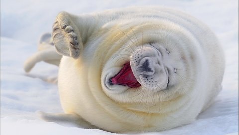 Обои снег, белый, тюлень, довольный, морской котик, смешной, snow, white, seal, happy, navy seal, funny разрешение 2000x1330 Загрузить