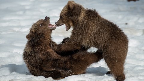 Обои снег, медведи, зима, драка, детеныши, борьба, сердитый, парочка, медвежата, игра, малыши, оскал, пасть, snow, bears, winter, cubs, fight, angry, a couple, the game, kids, grin, mouth разрешение 3800x2512 Загрузить