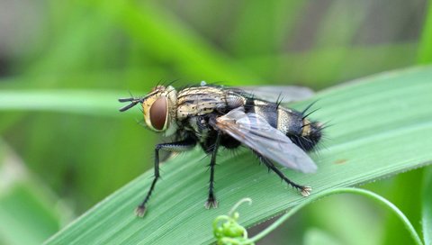 Обои глаза, трава, насекомое, крылья, муха, eyes, grass, insect, wings, fly разрешение 1920x1200 Загрузить
