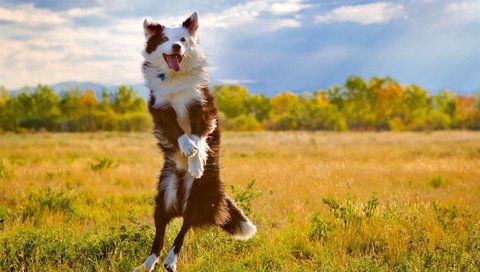 Обои природа, собака, прыжок, язык, бордер-колли, nature, dog, jump, language, the border collie разрешение 1920x1080 Загрузить