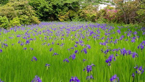 Обои цветы, трава, деревья, луг, ирис, flowers, grass, trees, meadow, iris разрешение 2048x1365 Загрузить