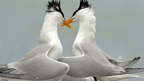 Обои крылья, птицы, клюв, перья, крачки, wings, birds, beak, feathers, terns разрешение 1920x1200 Загрузить