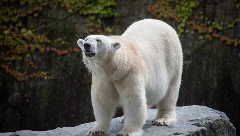 Обои медведь, камень, белый медведь, bear, stone, polar bear разрешение 5184x3456 Загрузить