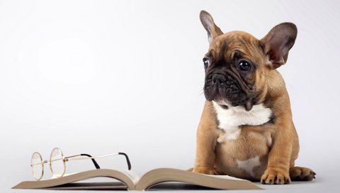 Обои мордочка, очки, собака, щенок, книга, лапки, мопс, muzzle, glasses, dog, puppy, book, legs, pug разрешение 2560x1600 Загрузить