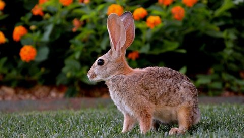 Обои цветы, трава, кролик, зеленая, лужайка, заяц, flowers, grass, rabbit, green, lawn, hare разрешение 2560x1600 Загрузить