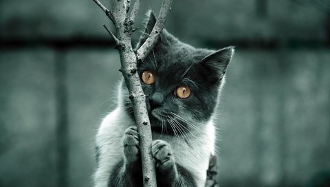 Обои дерево, фон, когти, кошка. взгляд, tree, background, claws, cat. look разрешение 1920x1200 Загрузить