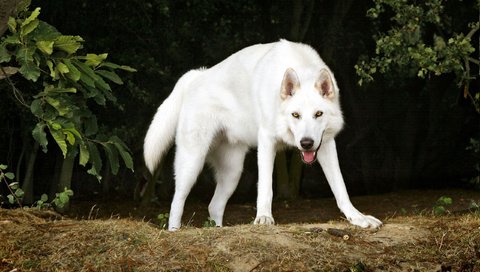 Обои деревья, белый, собака, пес, северный инуит, trees, white, dog, northern inuit разрешение 2560x1600 Загрузить