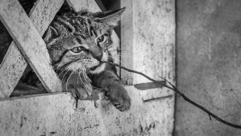 Обои морда, ветка, кот, кошка, забор, face, branch, cat, the fence разрешение 2048x1367 Загрузить