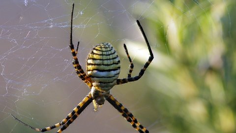 Обои макро, насекомое, паук, паутина, ziva & amir, wasp spider, macro, insect, spider, web разрешение 2880x2178 Загрузить