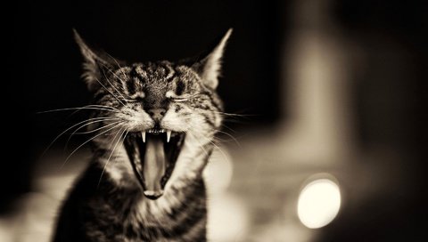 Обои кот, мордочка, усы, кошка, чёрно-белое, зубы, пасть, зевает, cat, muzzle, mustache, black and white, teeth, mouth, yawns разрешение 1920x1200 Загрузить