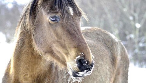 Обои морда, лошадь, снег, природа, зима, конь, грива, face, horse, snow, nature, winter, mane разрешение 1920x1080 Загрузить