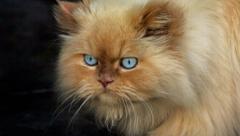 Обои кот, мордочка, кошка, пушистый, черный фон, голубые глаза, персидская, cat, muzzle, fluffy, black background, blue eyes, persian разрешение 2048x1365 Загрузить