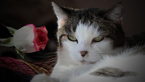 Обои цветок, кот, мордочка, усы, роза, кошка, взгляд, flower, cat, muzzle, mustache, rose, look разрешение 2048x1365 Загрузить