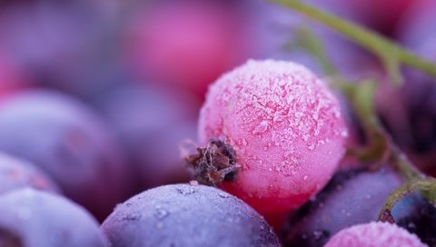 Обои макро, иней, ягоды, смородина, macro, frost, berries, currants разрешение 1920x1200 Загрузить