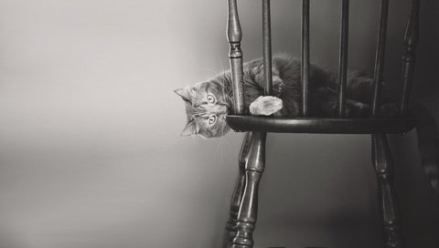 Обои кот, мордочка, кошка, взгляд, чёрно-белое, стул, лапки, cat, muzzle, look, black and white, chair, legs разрешение 1920x1200 Загрузить