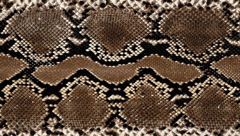 Обои текстура, змея, кожа, расцветка, питон, змеиная кожа, texture, snake, leather, colors, python, snakeskin разрешение 1920x1200 Загрузить