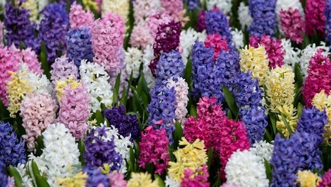 Обои разноцветный, ковер, яркий, гиацинты, colorful, carpet, bright, hyacinths разрешение 2600x1661 Загрузить