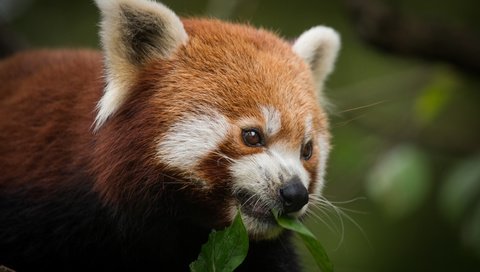 Обои морда, листок, фаерфокс, красная панда, малая панда, face, leaf, firefox, red panda разрешение 4981x3320 Загрузить