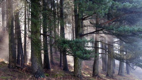 Обои деревья, природа, лес, утро, сосны, trees, nature, forest, morning, pine разрешение 1920x1200 Загрузить