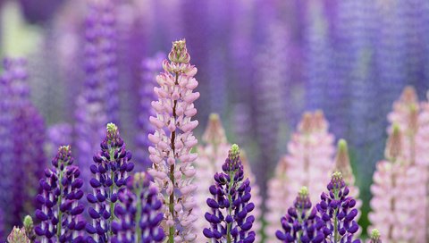 Обои цветы, макро, лето, розовые, фиолетовые, люпины, flowers, macro, summer, pink, purple, lupins разрешение 1920x1200 Загрузить