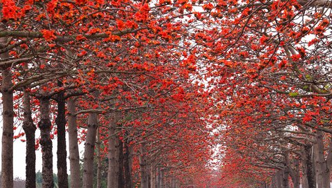 Обои деревья, природа, парк, осень, аллея, trees, nature, park, autumn, alley разрешение 2048x1362 Загрузить